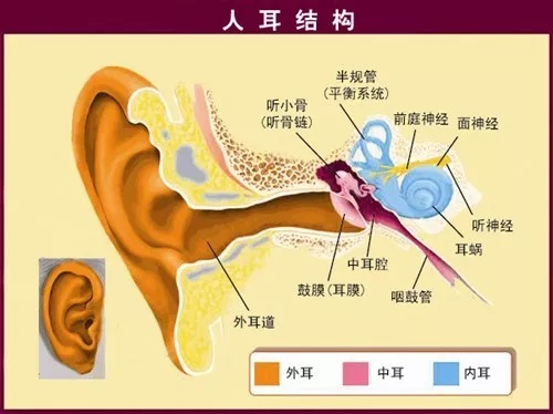 孩子的听觉能力家长应该重视，听见不等于听懂